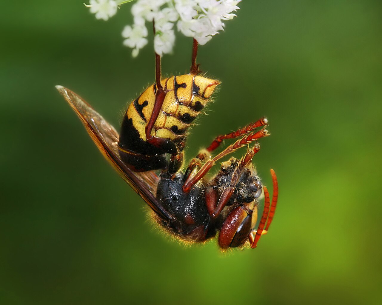 What Kills a Hornets Nest?