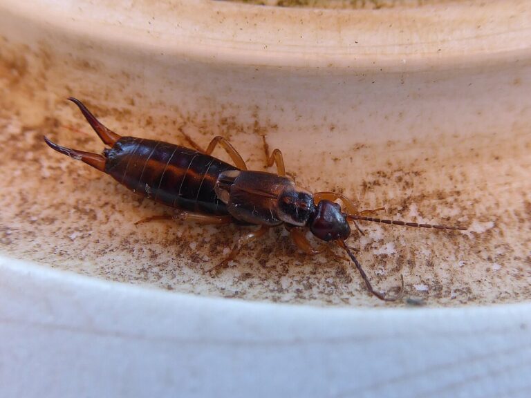 House Earwig: Why They Get In and How to Remove Them