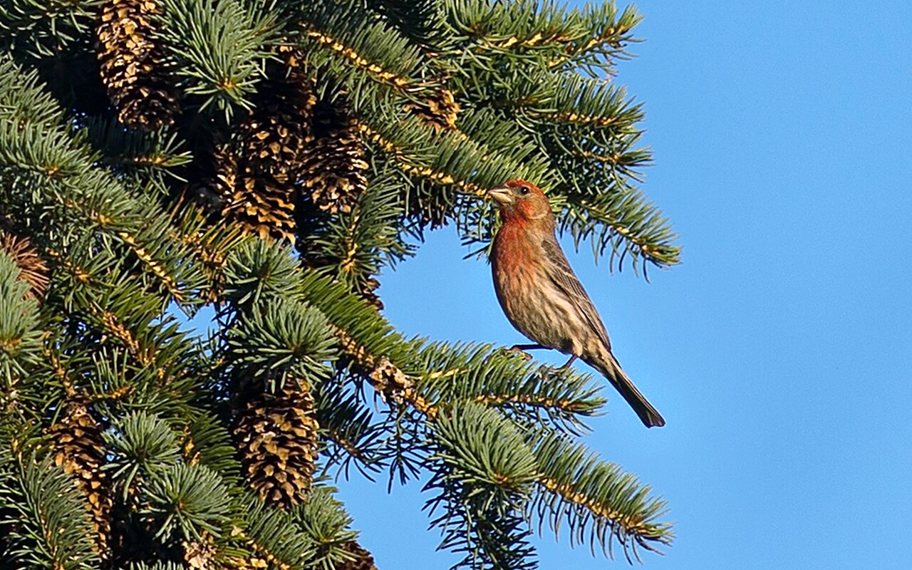 House Finch Symbolism Compared With Other Birds