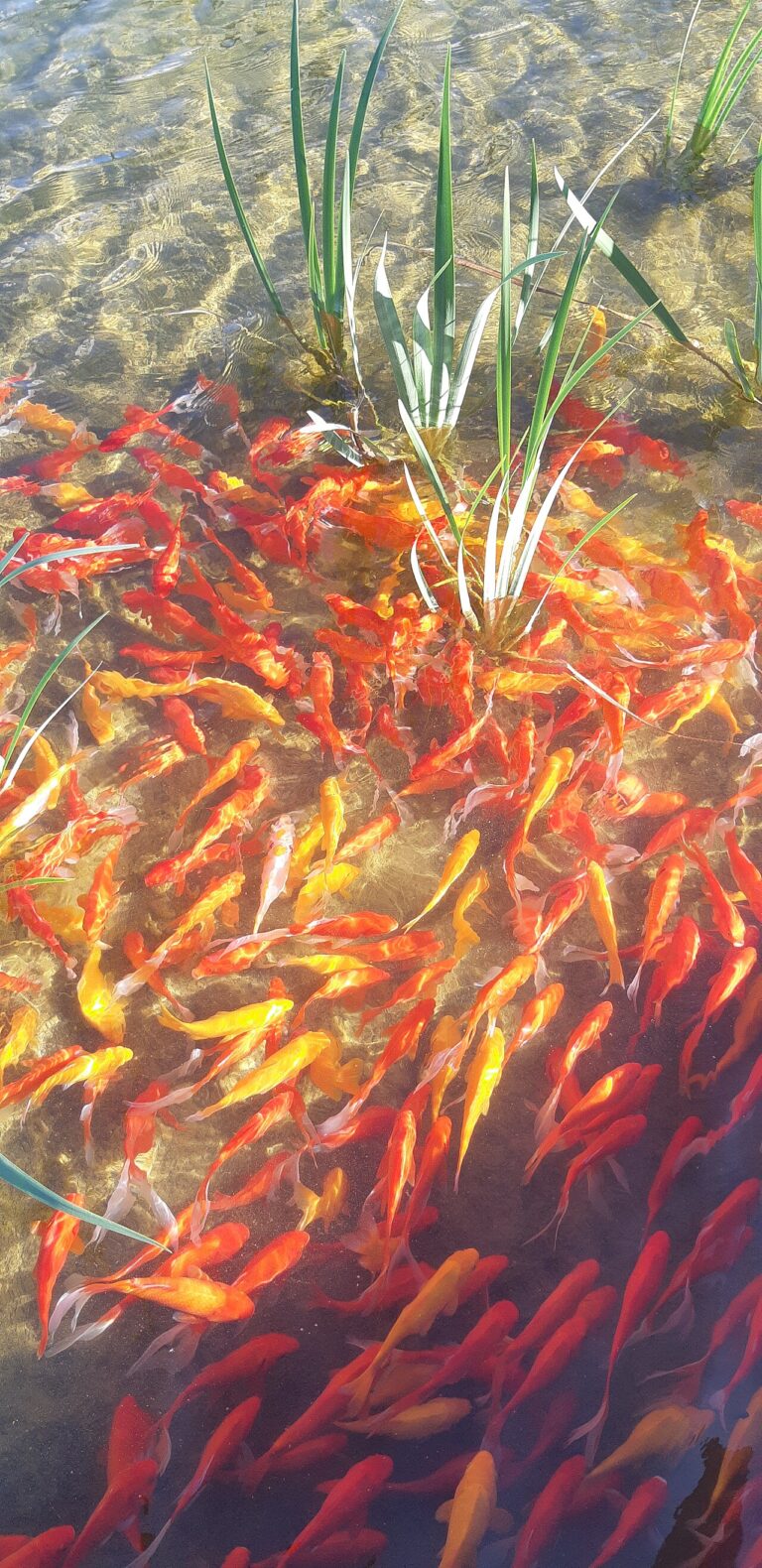 How Long Do Goldfish Live? 10 to 15 Years, and Why Most Die at 6 Months