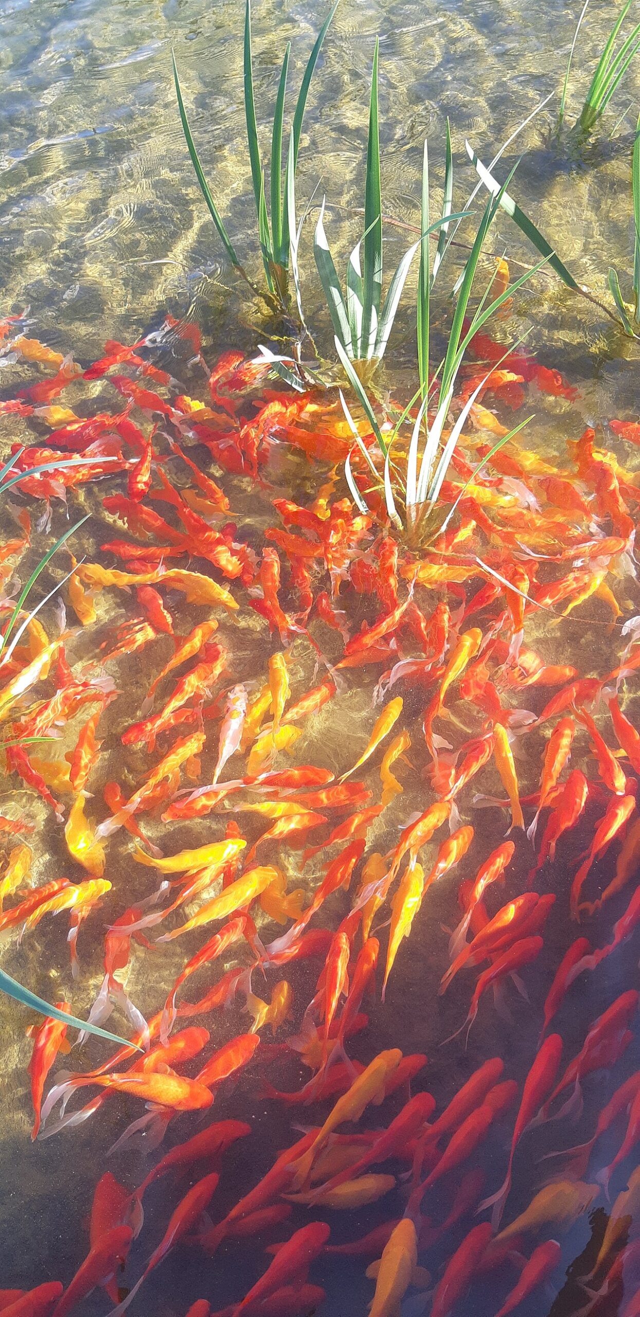 How Long Do Goldfish Live? 10 to 15 Years, and Why Most Die at 6 Months