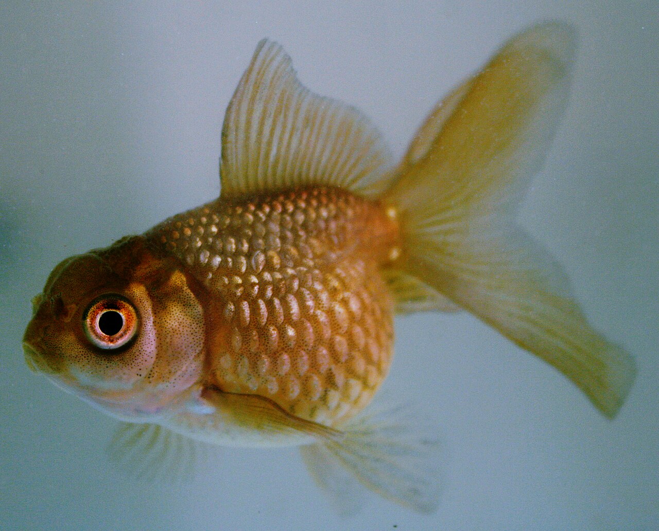 How Long Do Goldfish Survive in a Bowl?