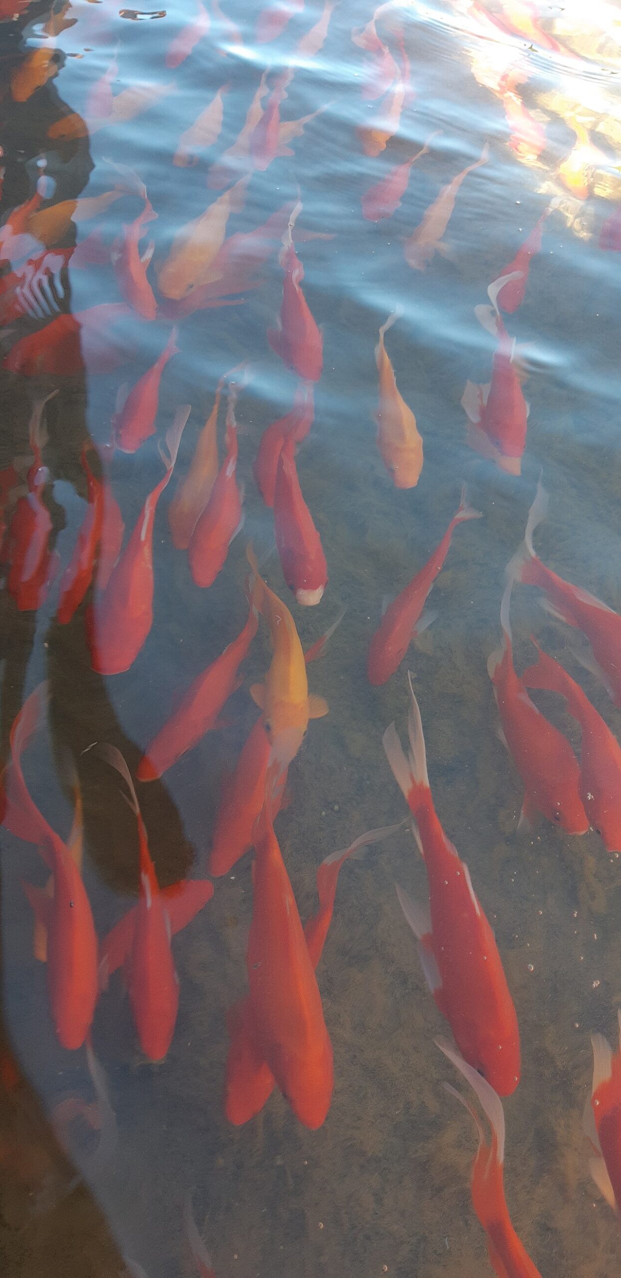 Goldfish Lifespan by Variety