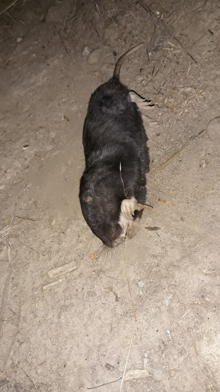 How to Get Rid of Gophers: What Works and What Does Not