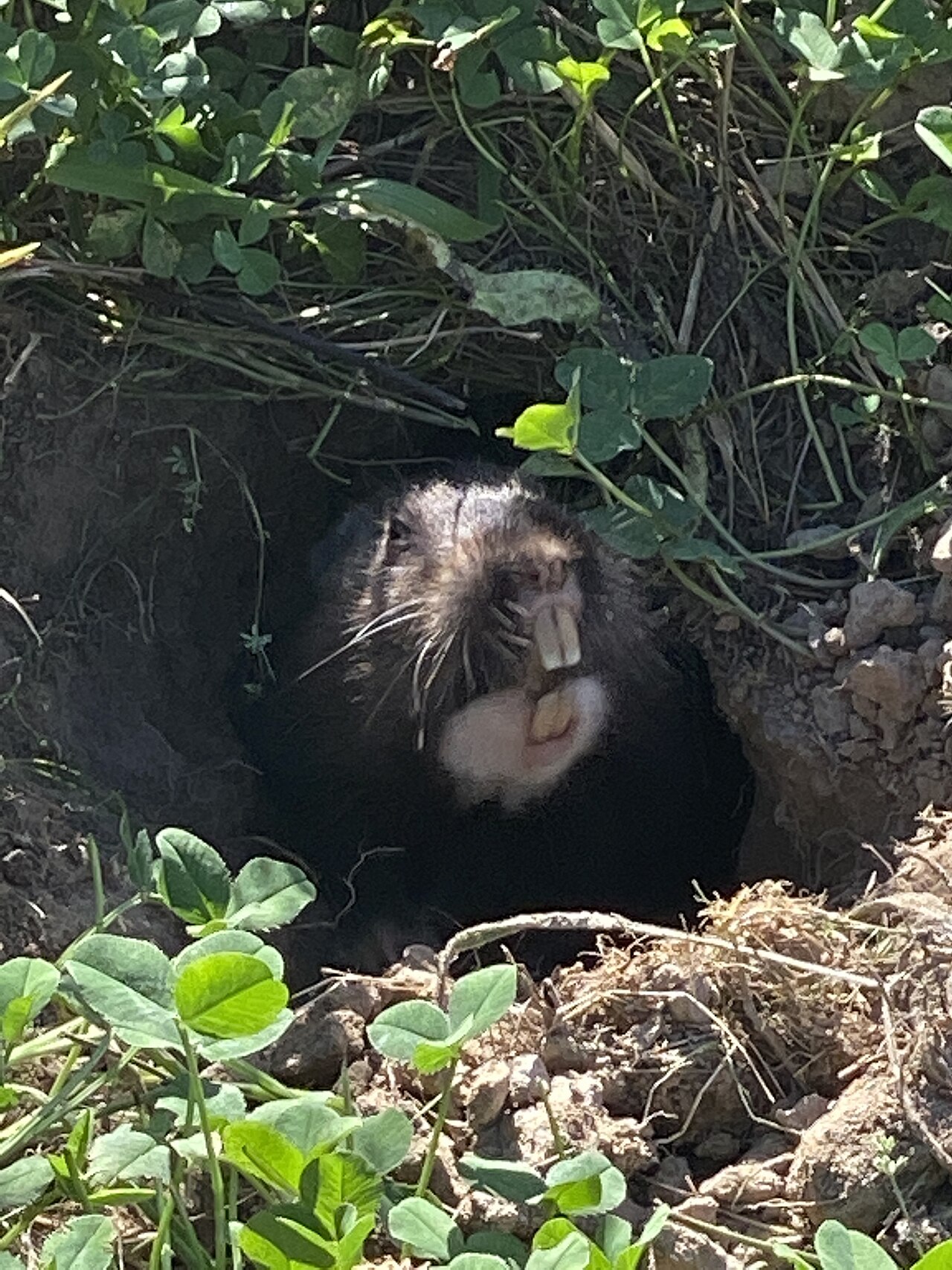 What Do Gophers Hate the Most?