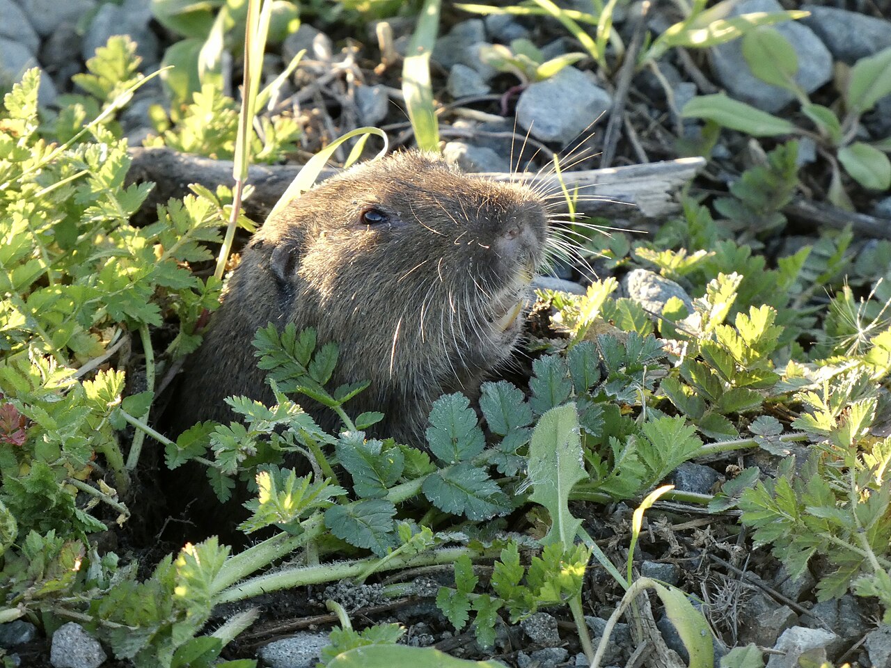 Why Do I Suddenly Have Gophers?