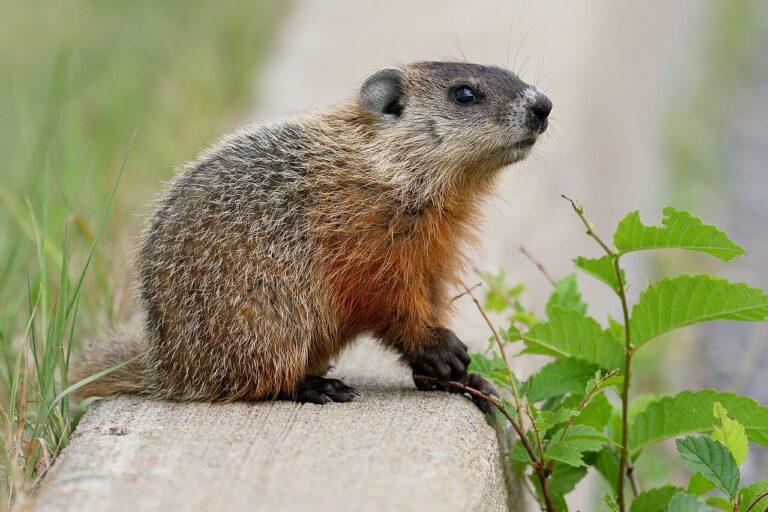 How to Get Rid of Groundhogs: 7 Steps That Actually Work