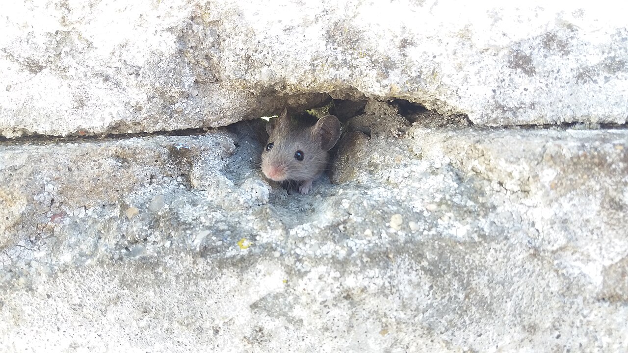 Where Do Mice Get Into Your Walls?