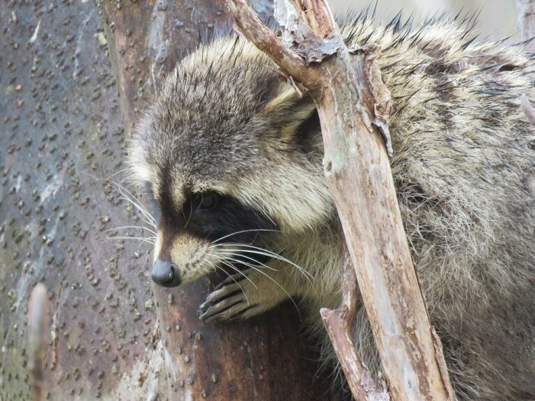 How to Get Rid of Raccoons: 7 Steps That Actually Work