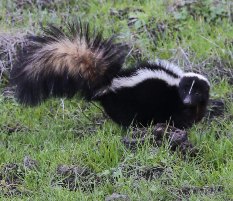 How to Get Rid of Skunks: Evict the Den, Then Seal It