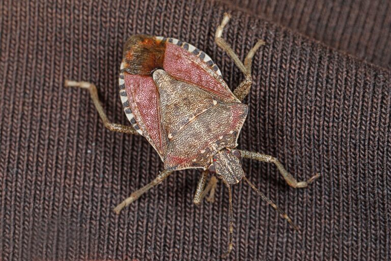 How to Get Rid of Stink Bugs: What Actually Works