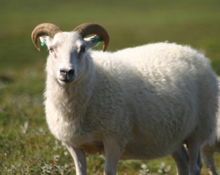 Icelandic Sheep: What to Know Before You Buy Your First Flock