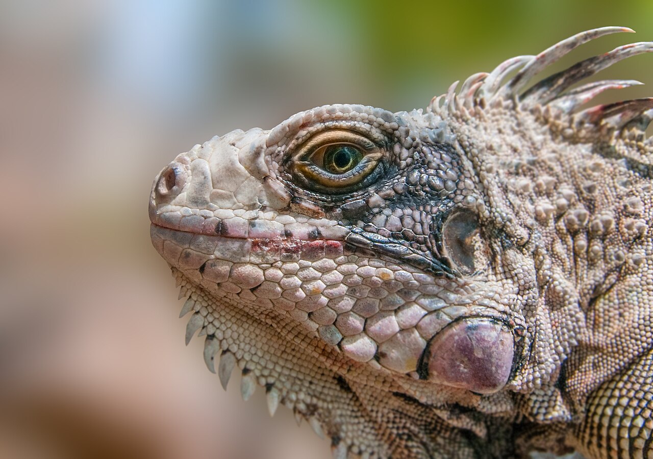 Iguana Bite: How Bad It Is and What to Do First