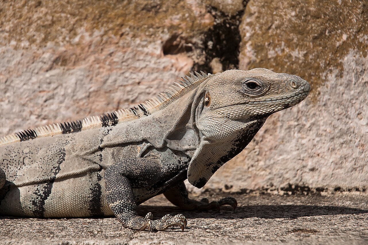 How Strong Is an Iguana's Bite?