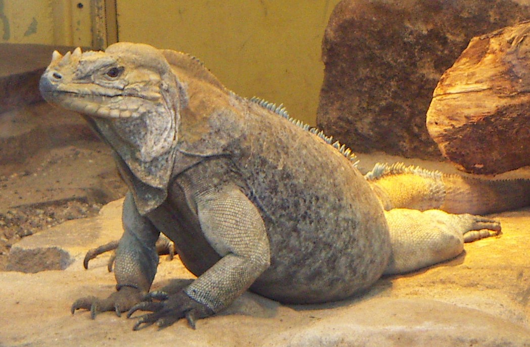 Are Iguana Teeth Sharp?