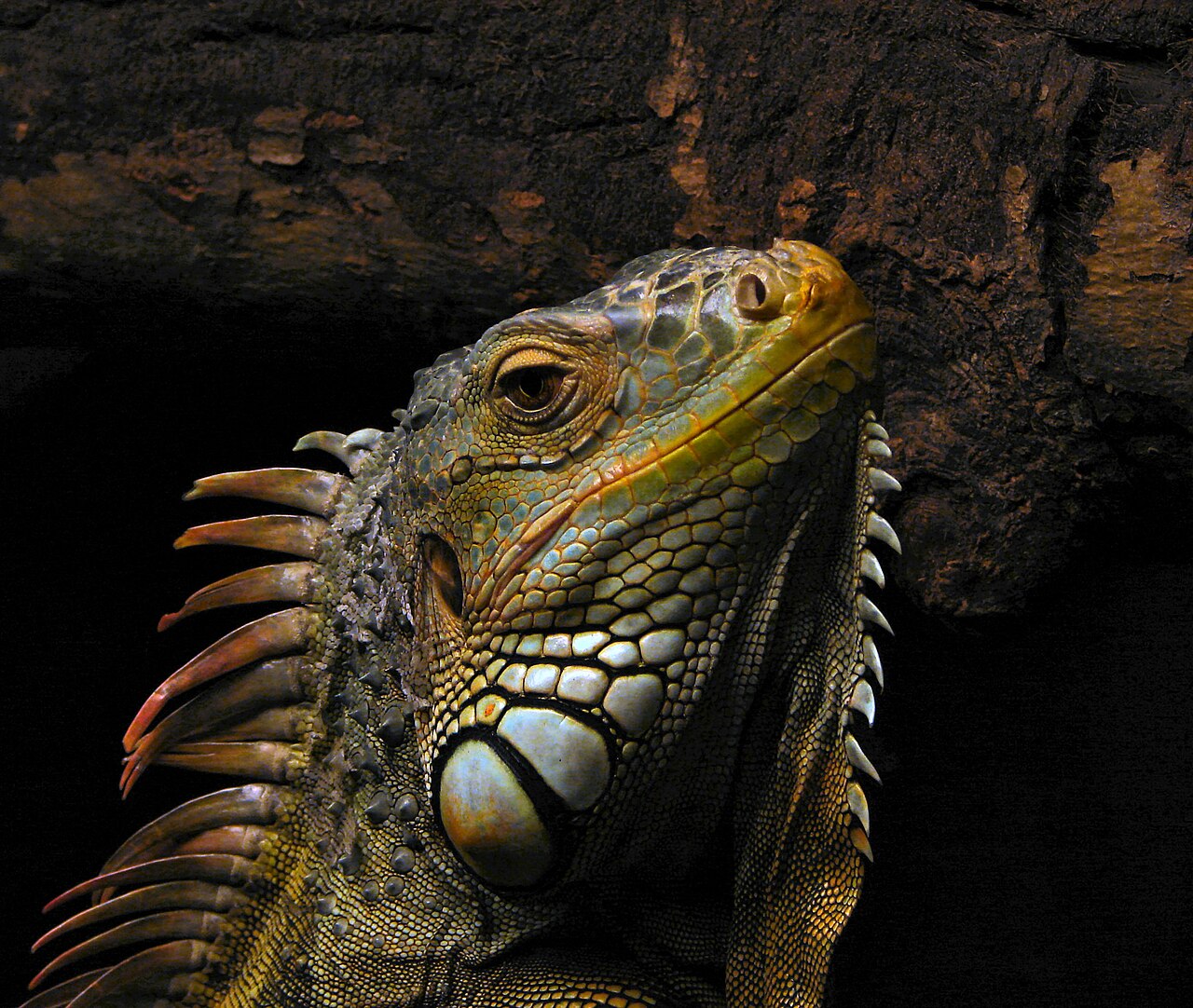 Why Iguanas Bite: The Warnings You Can Read