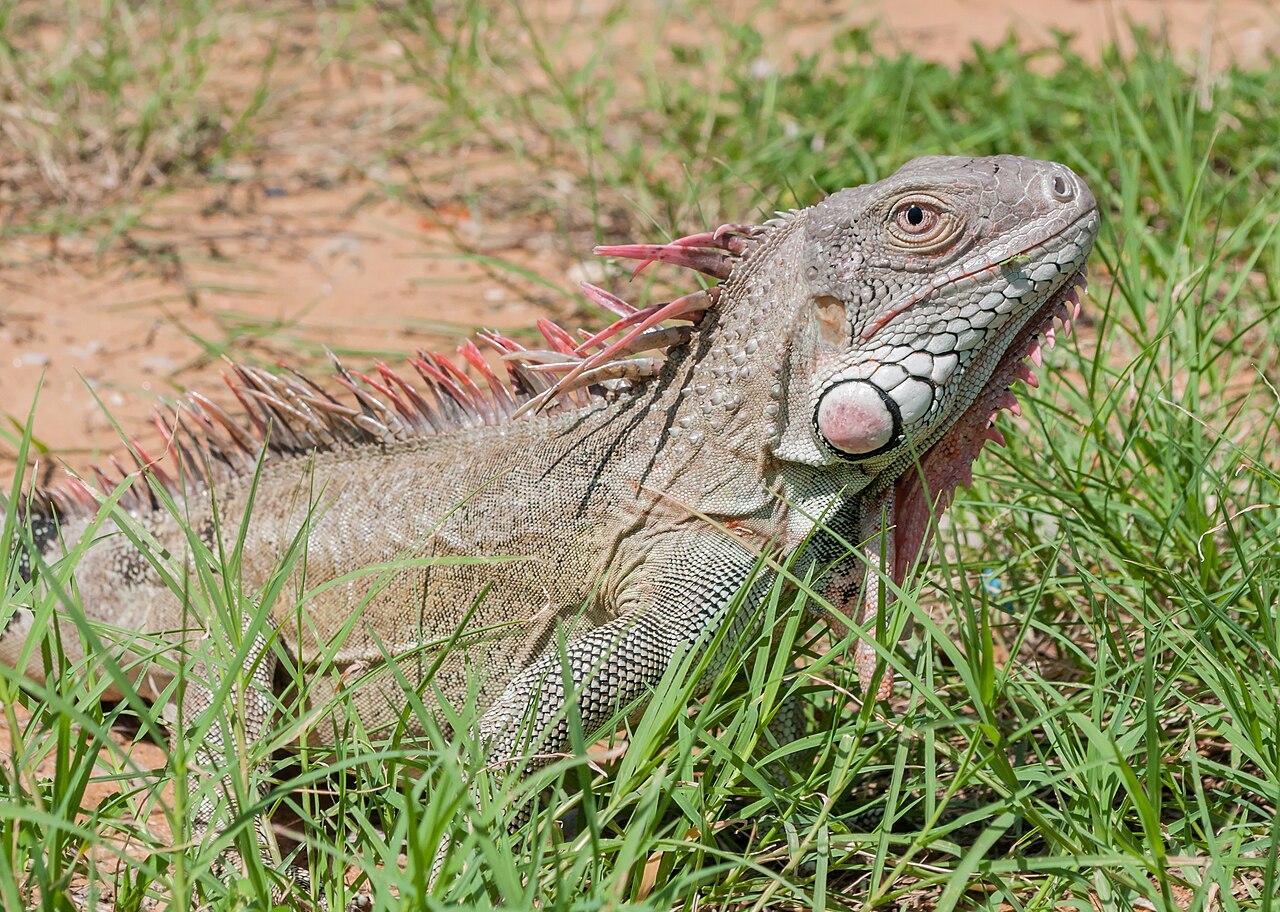Do Iguanas Get Aggressive?