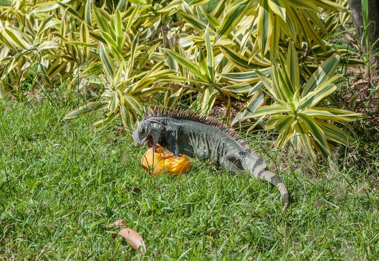 Iguana Food: The Greens to Feed and 12 Foods to Never Feed