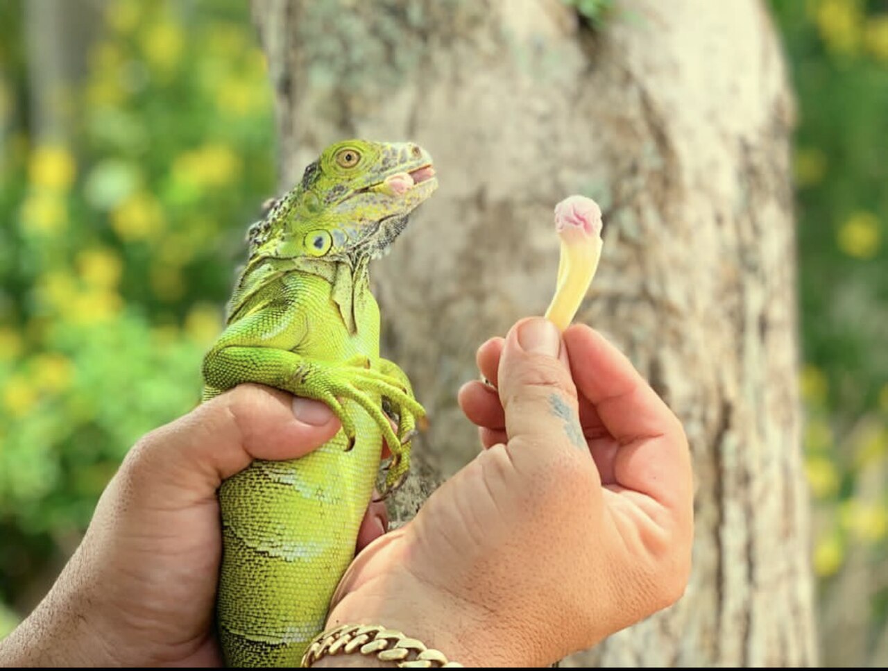 What Should You Not Feed Iguanas?
