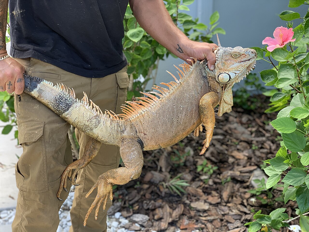 Are Bananas Good for Iguanas?