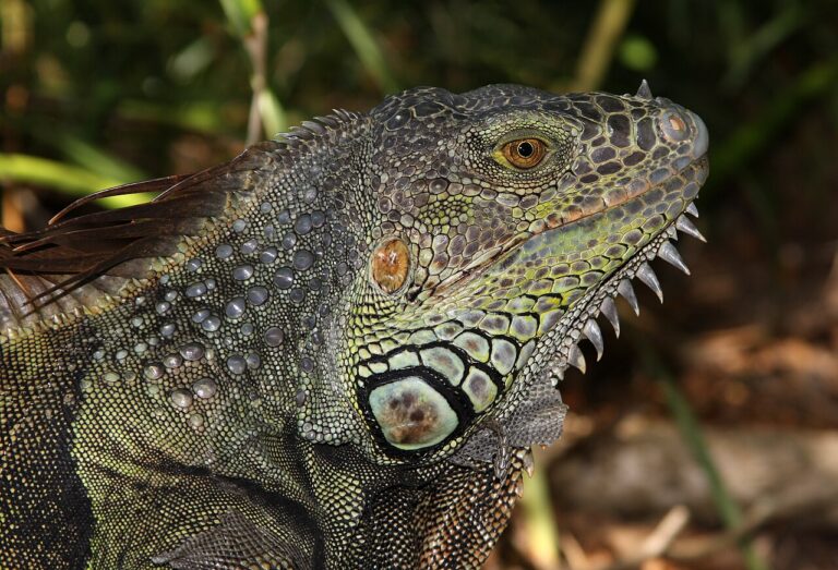 Iguana Poop: Identification, Risks, and Cleanup