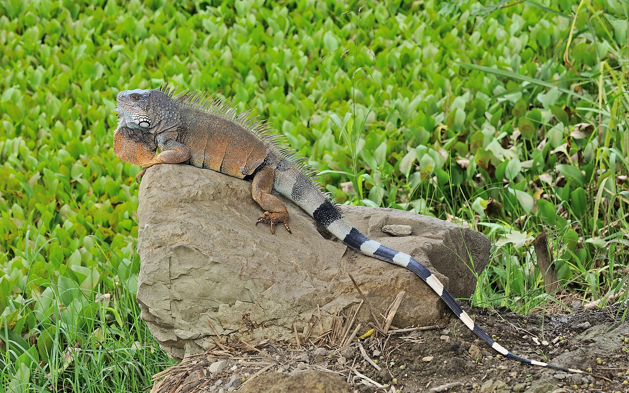 Iguana Poop vs Raccoon and Dog Droppings
