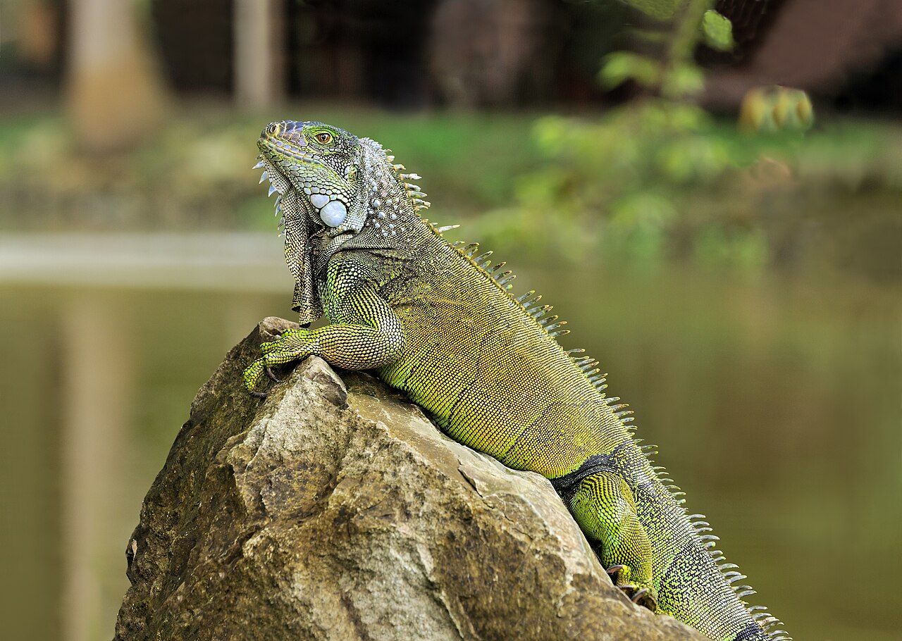 Is Iguana Feces Toxic?