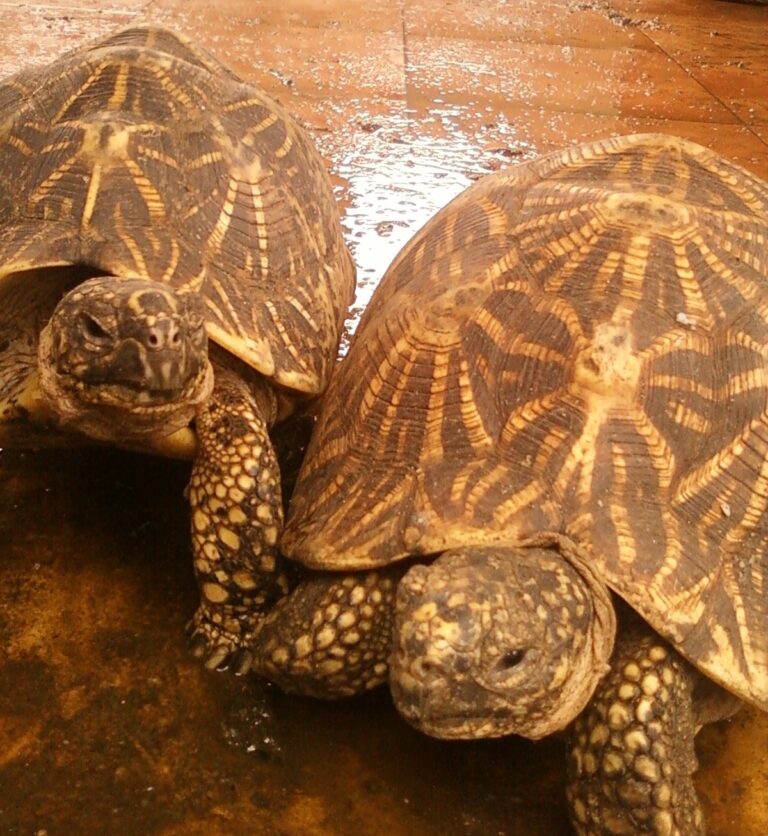 Indian Star Tortoise: Care, Cost, and Legal Status