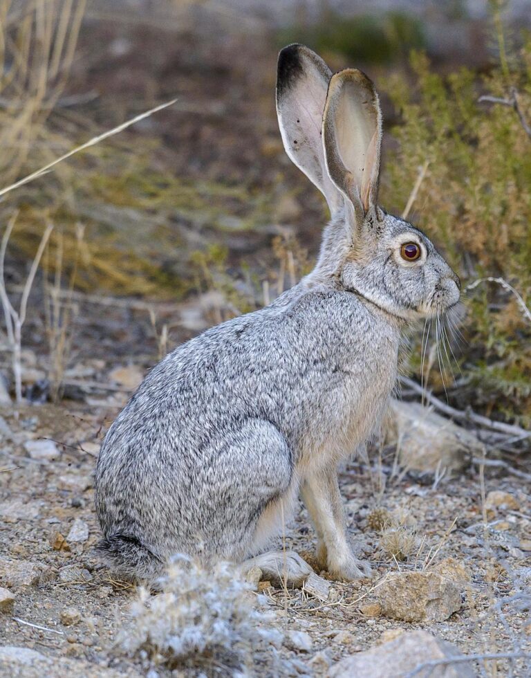 Jackrabbit: 5 Species, 40 MPH, and Not a Rabbit at All