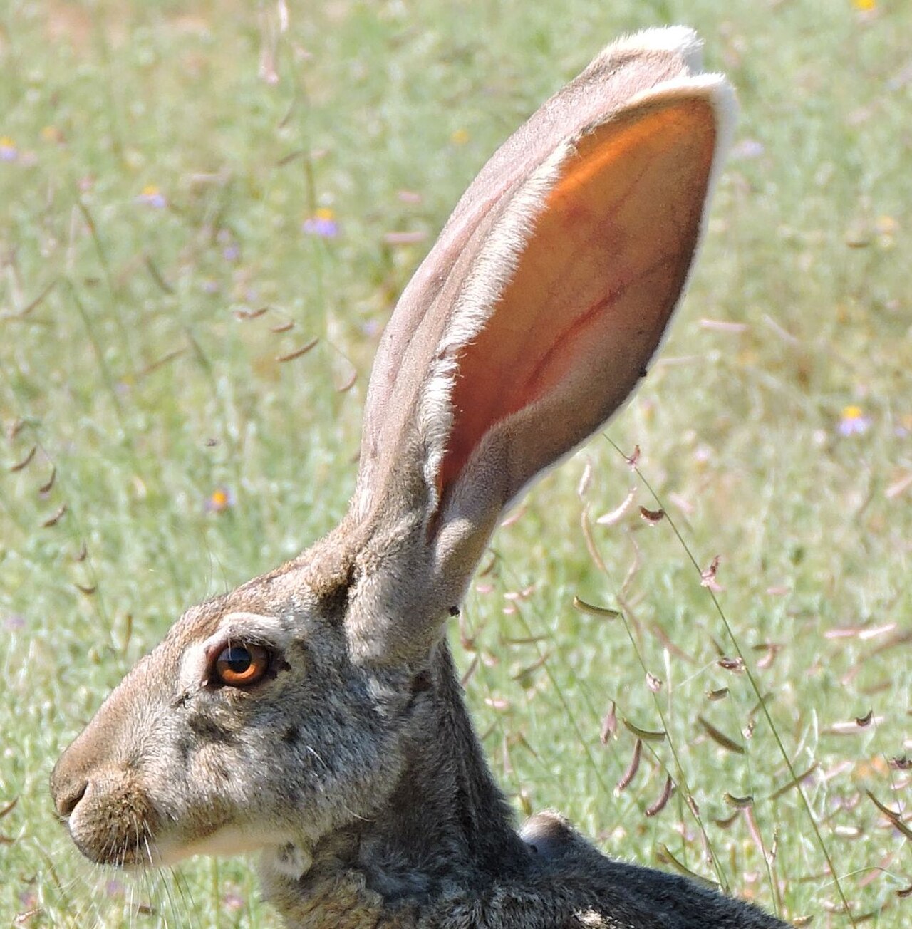 Where Jackrabbits Live