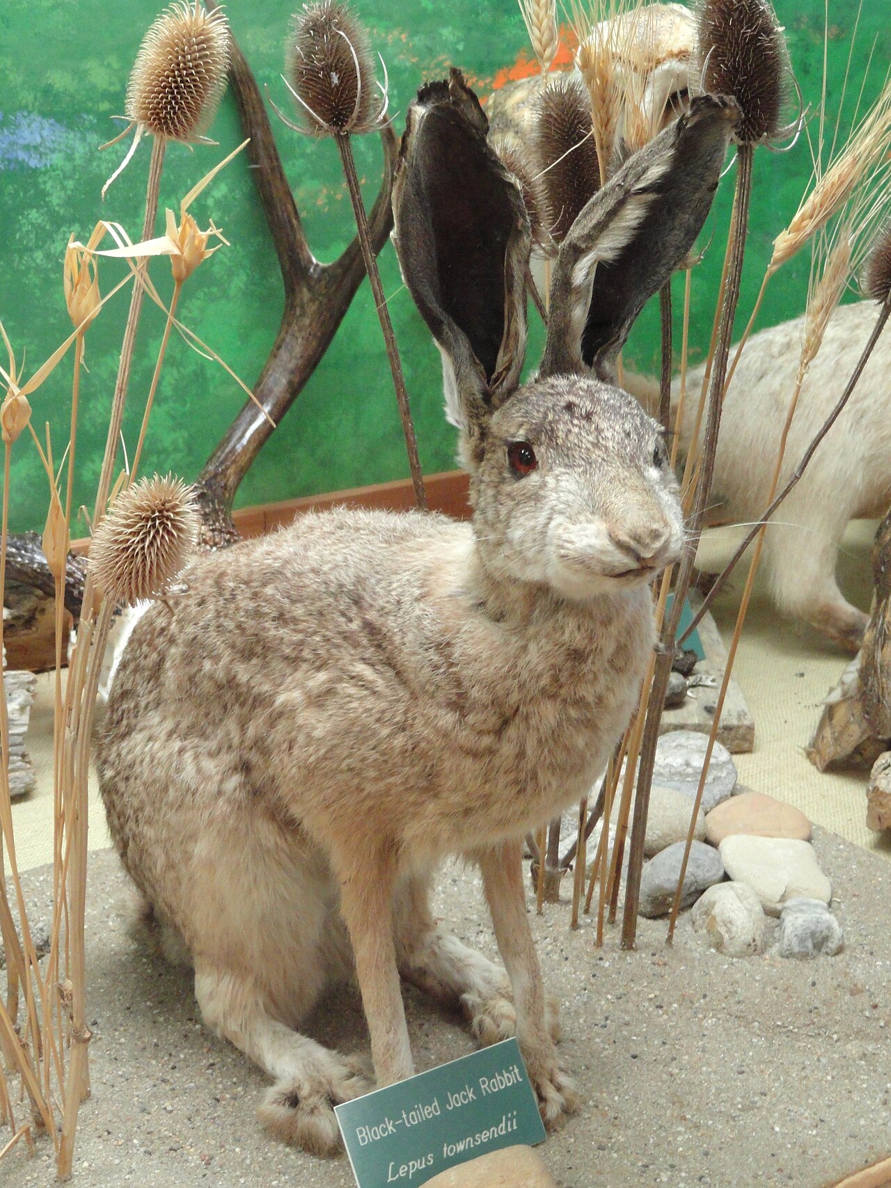 How Jackrabbit Ears Work