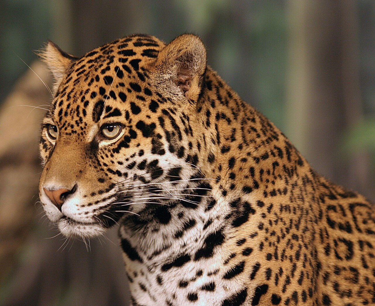 Jaguar vs Leopard: How to Tell Them Apart
