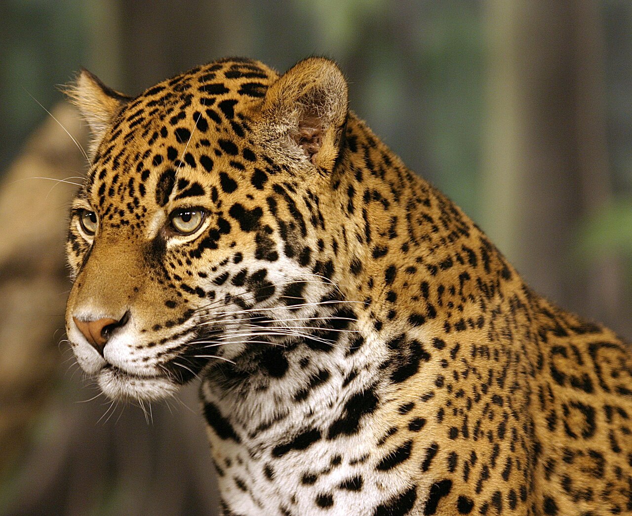 How Do You Tell Them Apart by Their Spots?