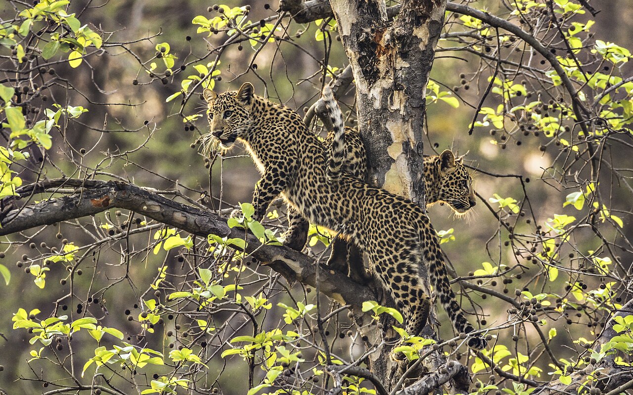 Which Is Bigger, a Jaguar or a Leopard?