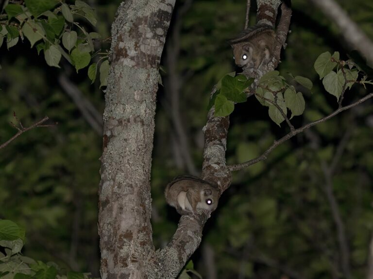 Japanese Flying Squirrel: Momonga Facts, Size, Diet, and Pet Laws