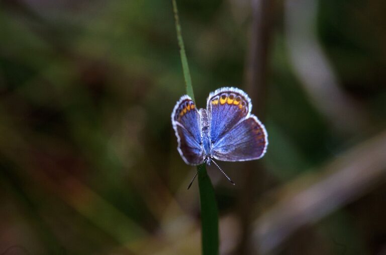 Karner Blue Butterfly: Endangered and Tied to One Plant