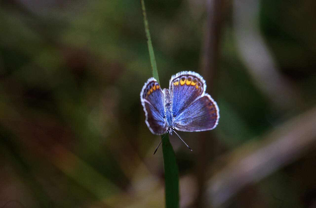 Karner Blue Butterfly: Endangered and Tied to One Plant