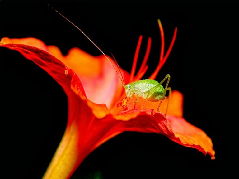 Katydid Sounds: The Katy-Did Call of Summer Nights