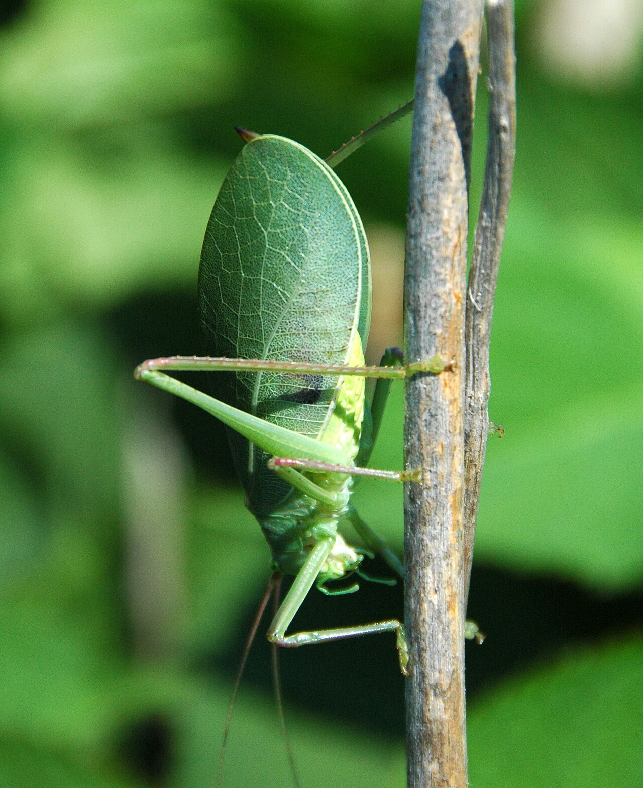 How Do Katydids Make Sound?