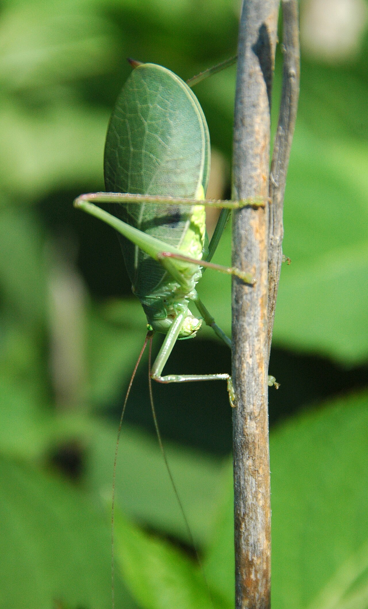 Am I Hearing Katydids or Cicadas?