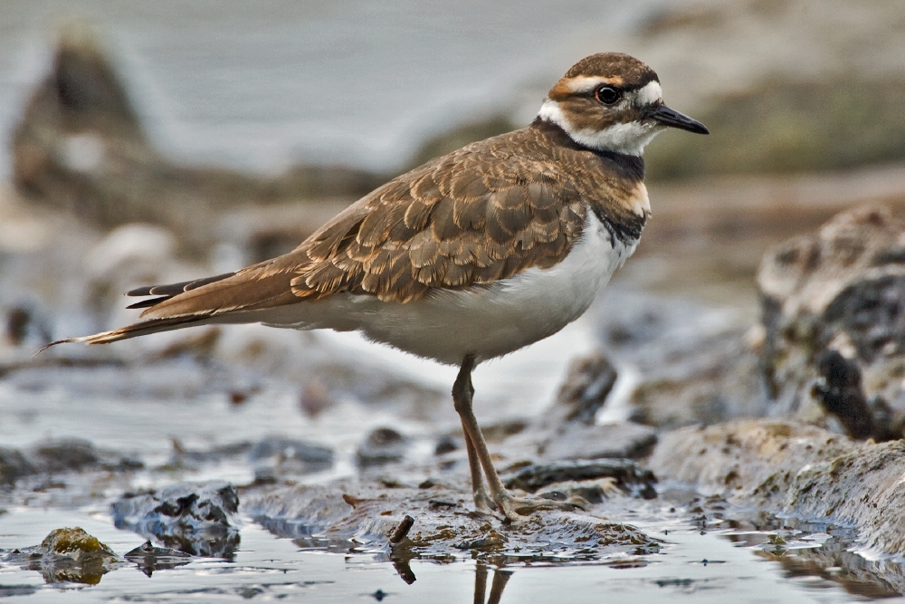 Killdeer Sound: Why That Bird Screams Its Own Name at 2 AM