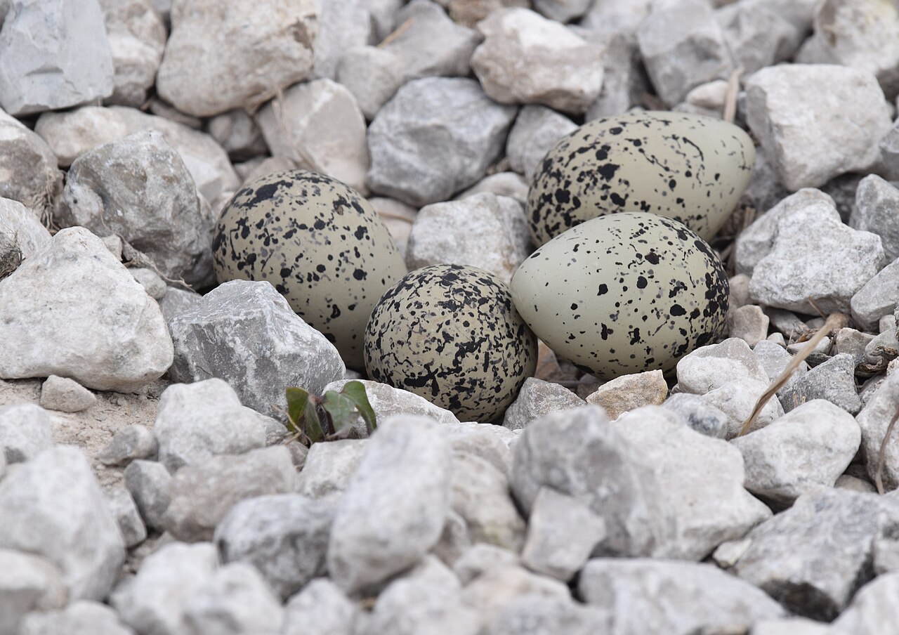 What It Means When a Killdeer Screams at You