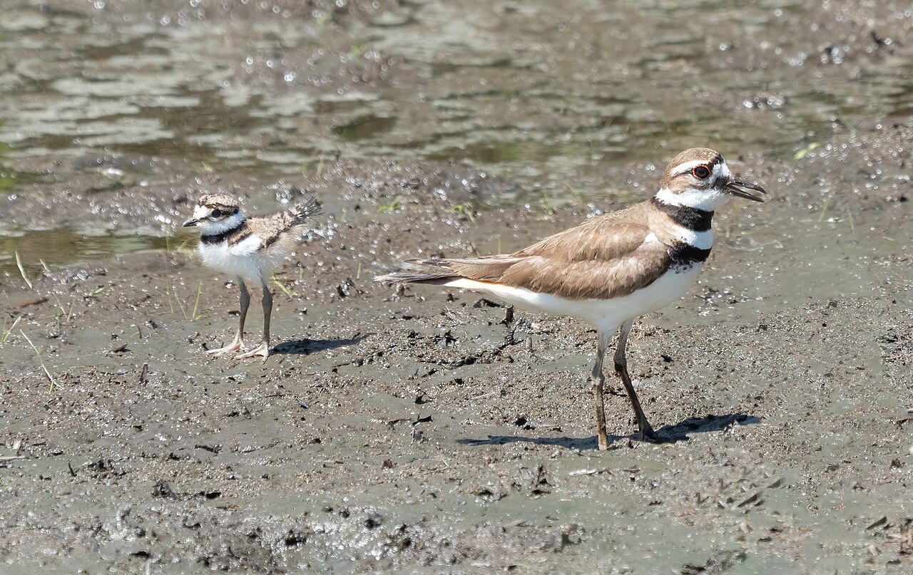 Why Do Killdeer Yell at Night?