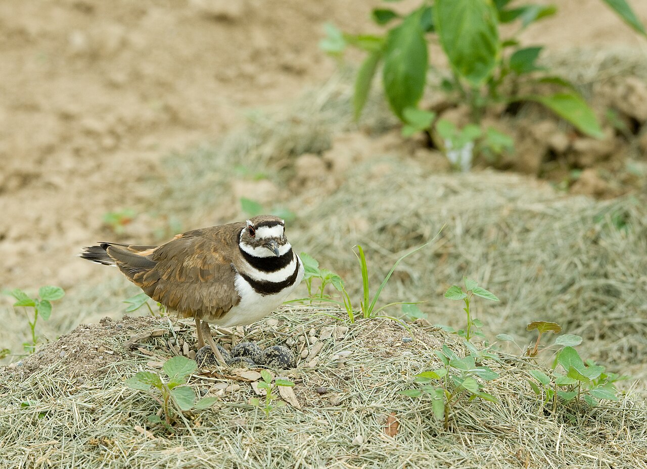 Killdeer Sounds: Calls, Night Noise, and the Broken Wing Act