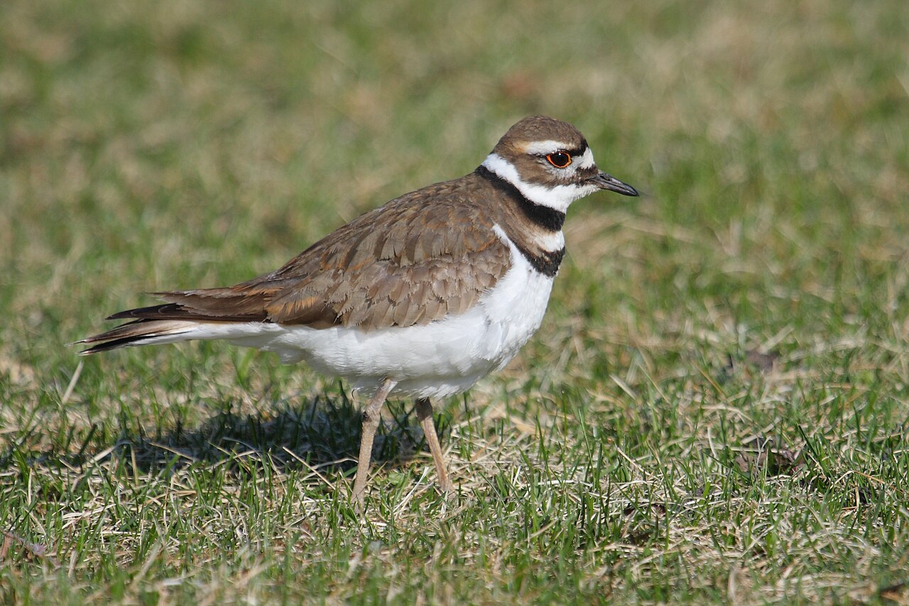 Why Do Killdeer Call at Night?