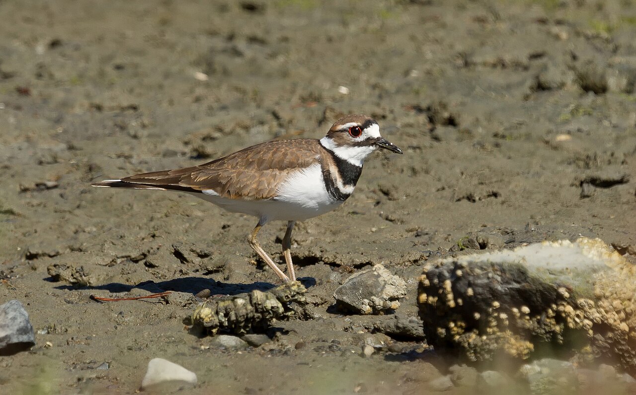 Why Is a Killdeer Called a Killdeer?