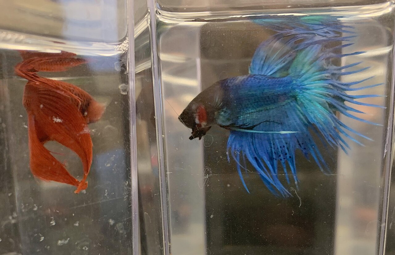 Koi Betta Fish: Cost, Size, and Care of the Marble Betta