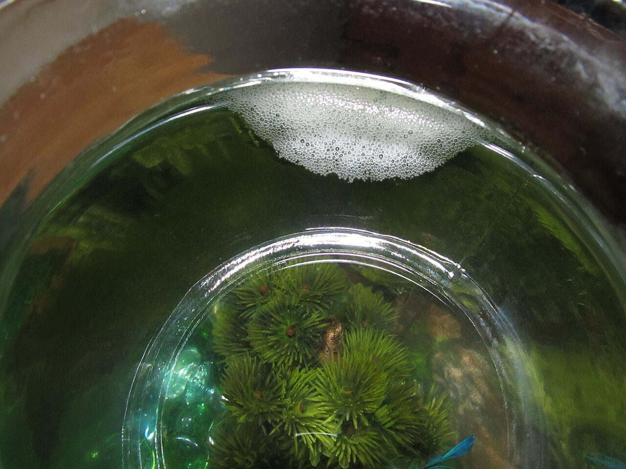 How Much Does a Koi Betta Cost?