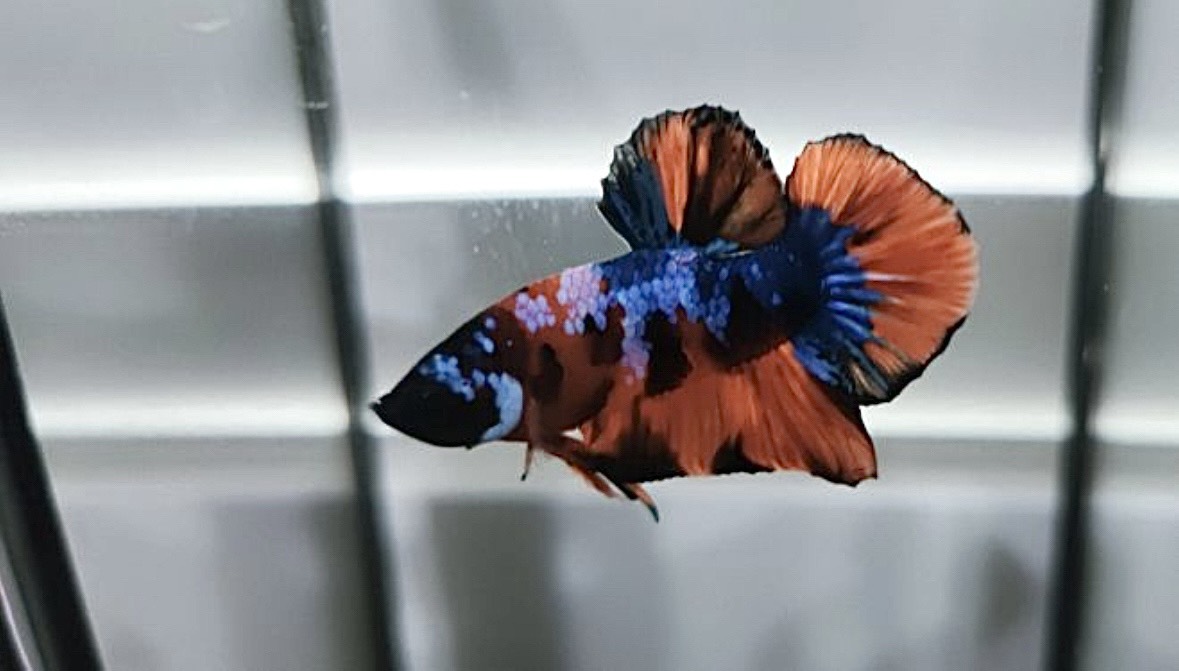 Do Koi Betta Fish Get Big?