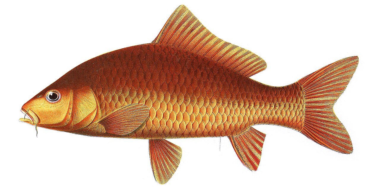 Koi Fish Colors: The 5 Base Colors, Variety Names, and What Is Rare